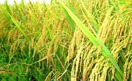Giải mã thành công gen 36 giống lúa của Việt Nam