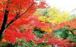 Những địa danh ngắm lá đỏ nổi tiếng Trung Quốc
