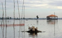 Các tỉnh đầu nguồn sông Cửu Long cần chủ động phòng chống lũ lên cao