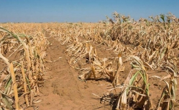 14 triệu người tại khu vực Nam Phi đối mặt với nạn đói do hạn hán