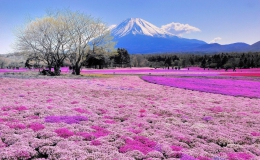 Lãng mạn sắc hoa Chi Anh – Tử Đằng Nhật Bản