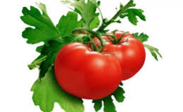 Cà chua ngăn ngừa ung thư