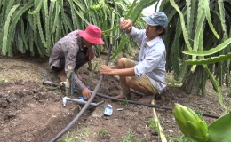 Nông dân Chợ Gạo áp dụng hệ thống tưới nhỏ giọt trên cây thanh long