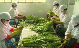 HTX rau an toàn Tx.Gò Công tăng 30% sản lượng rau, màu cung ứng thị trường Tết 2018.