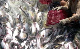 Giá cá tra ĐBSCL tăng cao kỷ lục