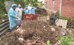 Tiền Giang đã tiêu hủy hơn 4.500 tấn heo nhiễm bệnh dịch tả heo Châu Phi