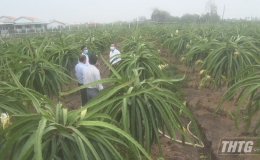 Chủ tịch UBND tỉnh Tiền Giang khảo sát việc cấp nước miễn phí cho cây ăn trái huyện Chợ Gạo và Gò Công Tây