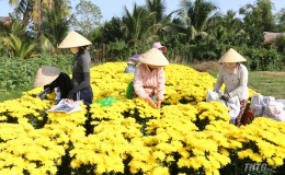 Thu hoạch hoa tại làng hoa Mỹ Phong những ngày cận Tết.