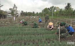 Đồn Biên phòng Tân Thành giúp nông dân thu hoạch nông sản
