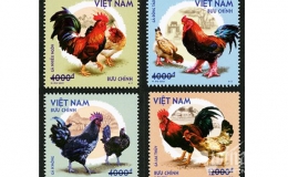 Phát hành bộ tem bưu chính “Gà bản địa Việt Nam”