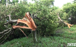 Lốc xoáy làm sập và tốc mái 24 căn nhà ở xã Kim Sơn và Vĩnh Kim, huyện Châu Thành