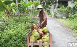 Giá dừa khô giảm sâu kỷ lục