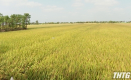 Tiền Giang tập trung thu hoạch lúa Hè Thu phía Đông trong tháng 8
