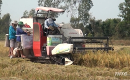 Giá lúa thấp, nông dân Cái Bè gặp khó khăn