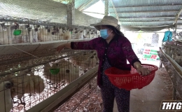 Giá trứng gà ác tại Tiền Giang giảm mạnh, thấp hơn giá thành sản xuất