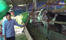 Chuyên đề 22.9 – Mô hình chăn nuôi dê đạt hiệu quả cao của anh Nguyễn Thanh Phong, xã Tân Điền, huyện Gò Công Đông.