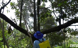Tiền Giang tăng cường các giải pháp phòng chống xâm nhập mặn cho cây sầu riêng