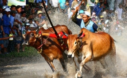 Lễ Đôn-ta và hội đua bò