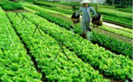 Tiền Giang giá rau màu tại các chợ đang ở mức cao nhất từ đầu năm đến nay.