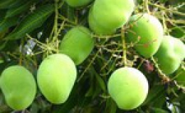 Tiền Giang trồng cây ăn trái đặc sản theo quy trình VietGAP