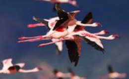 Chiêm ngưỡng “bức tranh” chim hồng hạc đẹp bậc nhất thế giới