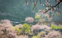 Quá đẹp mùa xuân giá buốt ở “thiên đường hoa đào” Mộc Châu, Sơn La