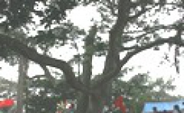 Thêm 4 cây được công nhận là “Cây di sản Việt Nam”