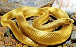Xuân Quý Tỵ và một số điều thú vị về rắn