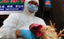 Trung Quốc: Số ca nhiễm virút cúm gia cầm H7N9 liên tục tăng