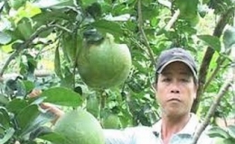 Tiền Giang hỗ trợ nông dân phòng trừ sâu đục trái trên cây bưởi