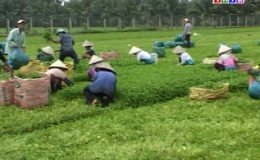 Mô hình trồng rau màu ở huyện Châu Thành-Tiền Giang