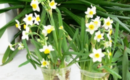6 loại hoa chơi Tết có nhiều chất độc