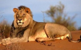 Cộng đồng quốc tế kêu gọi Nam Phi cấm săn bắn sư tử