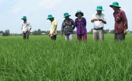 Chủ đề “Nguyên nhân và giải pháp khắc phục lúa kém phát triển ở vụ hè thu”