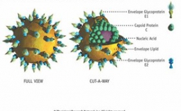 WHO công bố hướng dẫn điều trị bệnh viêm gan C