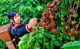 Mở kho ký gửi cà phê: DN và nông dân cùng thắng