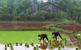 Gần 1/5 đất nông nghiệp Trung Quốc nhiễm độc