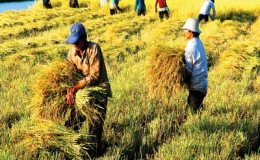 Tiền Giang sơ kết sản xuất lúa đông xuân 2013 và triển khai vụ hè thu 2014