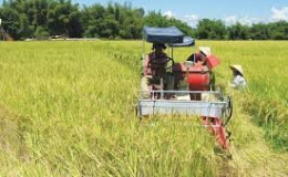 Gò Công Tây có trên 90 % diện tích lúa Đông Xuân thu hoạch bằng máy gặt đập liên hợp