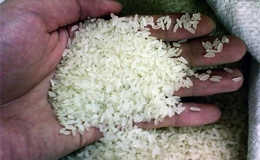 Xác minh thông tin sử dụng hóa chất làm gạo trắng, nở nhiều