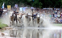 Đến An Giang, xem lễ hội đua bò Bảy Núi sôi động