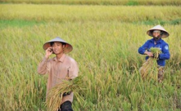 “Nông nghiệp điện tử” cho hàng triệu nông dân