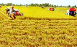 Sản lượng lúa cả nước trong năm nay dự kiến sẽ đạt 45 triệu tấn