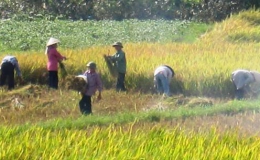 Xây dựng liên kết xuất khẩu và tiêu thụ lúa gạo