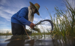 Thái Lan mất 682 tỉ Baht cho chương trình trợ giá gạo