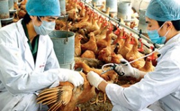Việt Nam chưa có gia cầm nhiễm virus cúm A/H5N8