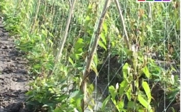Cây lành trái ngọt “Mô hình trồng ổi không hạt huyện Tân Phước”