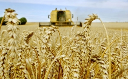 FAO kêu gọi hành động chống bất ổn lương thực tại các vùng xung đột