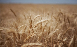 FAO dự báo sản lượng ngũ cốc kỷ lục