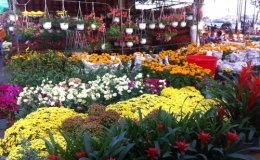 Nhộn nhịp Chợ hoa Xuân Lạc Hồng 2015